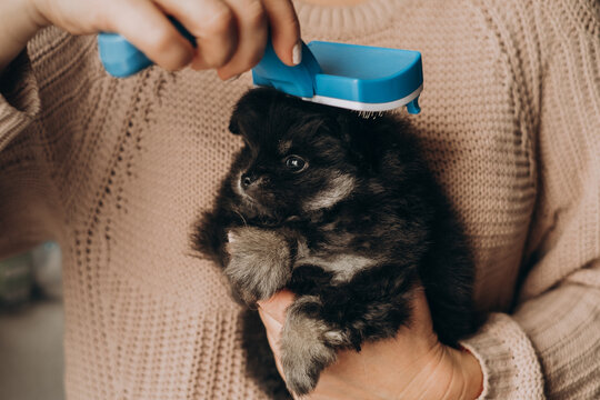 A woman brushes the fur of a cute little black Pomeranian puppy. Pet care and grooming concept.