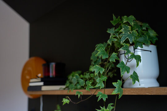 Indoor ivy plant growing in pot on wooden shelf against dark wall in modern home interior