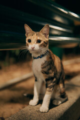 Tabby kitten sitting on stone ledge outdoors © Nori