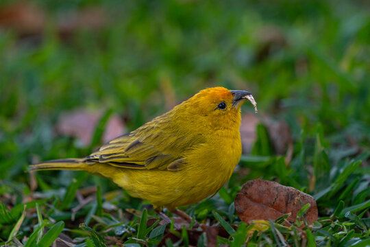 Saffron Finch carrying material while foraging on grassy ground