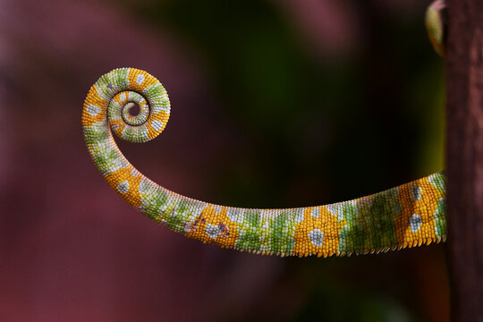 Macrophotograph of chameleon's tail, curled into perfect spiral, with bright multicolored scales on blurred background