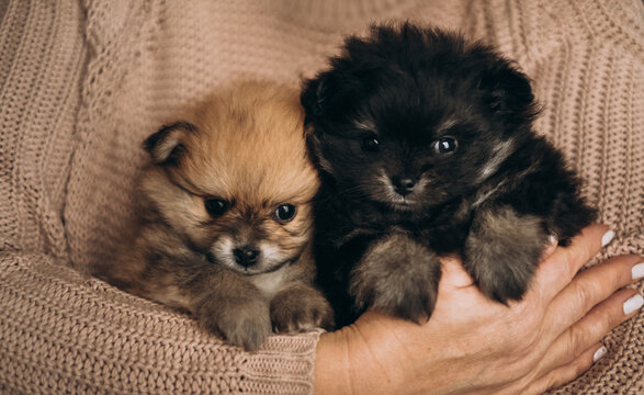 Two cute fluffy pomeranian spitz puppies held in owner hands indoors. Cozy newborn pet care lifestyle portrait.