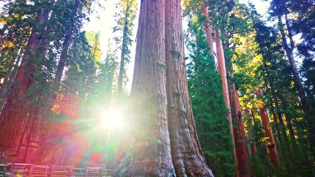 General Sherman Tree towering into blue sky along Sherman Tree Trail in Sequoia National Park California