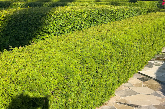 Neatly trimmed hedge of Thuja occidentalis 