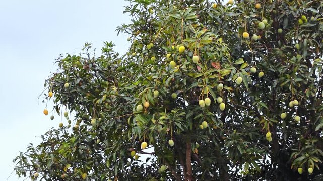 Close up of a vibrant mango tree filled with numerous green and yellow mangoes hanging from its branches. The tree's dense foliage features leaves in various shades of green and brown.
