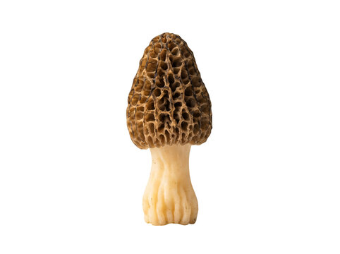Fresh morel mushroom isolated on white. Edible wild fungus for gourmet culinary recipes.