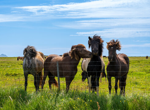 View of four Icelandic horses standing in a lush green field behind a wire fence under a bright blue sky in Iceland.
