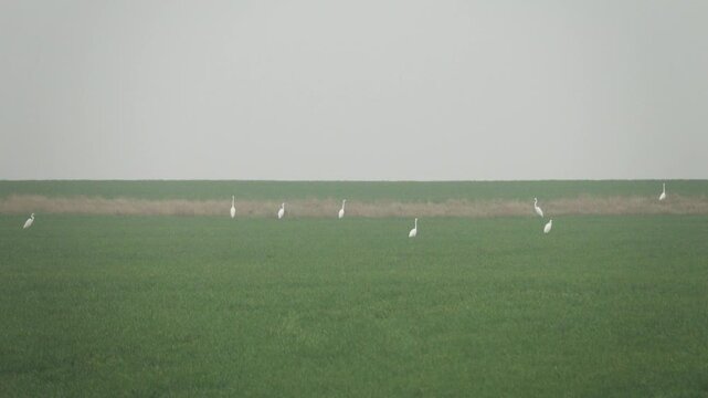American egrets (Egretta alba) feed on a steppe field of locusts, appetitive behaviour. Crimea