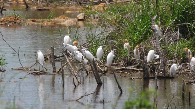 Cattle egrets in breeding plumage perched on dead branches in a swampy wetland pond, grooming and resting on a sunny day, medium wide static shot.