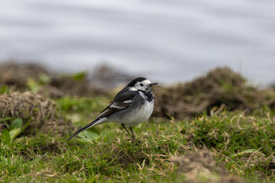 Pied wagtail standing on grass