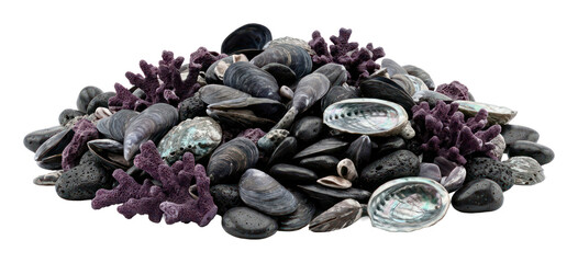 Collection of Mussels, Abalone Shells, and Purple Coral on White © Vect Sembilan