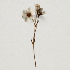 Obraz premium Delicate pressed flower with thin stem on a textured white background.