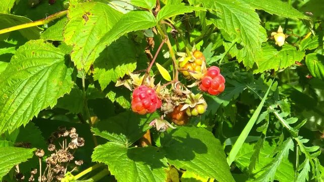 Ripe red raspberries on a branch in the wild, close-up
