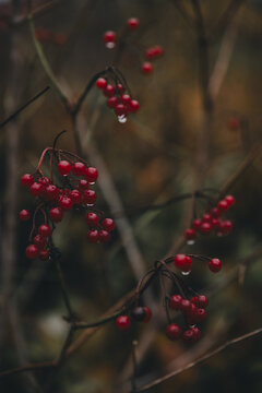 View of red berries on branches with water droplets in Vormsi, Laane County, Estonia.