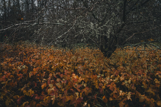 View of the Vormsi forest floor covered in vibrant autumn leaves with bare tree branches under a moody sky in Laane County, Estonia.
