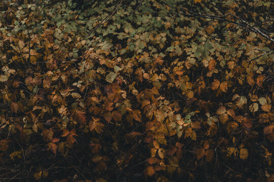View of autumn foliage on the forest floor with vibrant brown and orange leaves covering the ground in Vormsi, Laane County, Estonia.