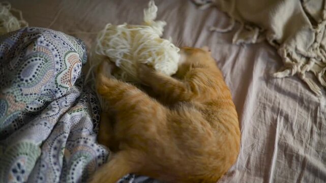 An orange cat is seen playing with a ball of yarn on a soft blanket. The cat rolls around, showing curiosity and energy in a warm and inviting indoor environment