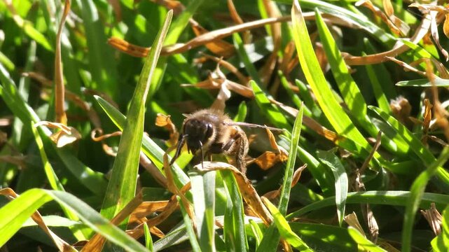 Abeja limpi&aacute;ndose las patas sobre el pasto verde