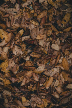 Laane County, Estonia - 31 October 2024: View of a dense layer of fallen autumn leaves covering the ground on Vormsi island, showcasing vibrant shades of brown, yellow, and orange.