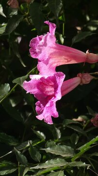 Flores rosadas de campana movi&eacute;ndose suavemente con la brisa