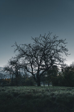 Laane County, Estonia - 29 October 2025: View of a bare tree silhouetted against a twilight sky in a grassy field on Vormsi island.