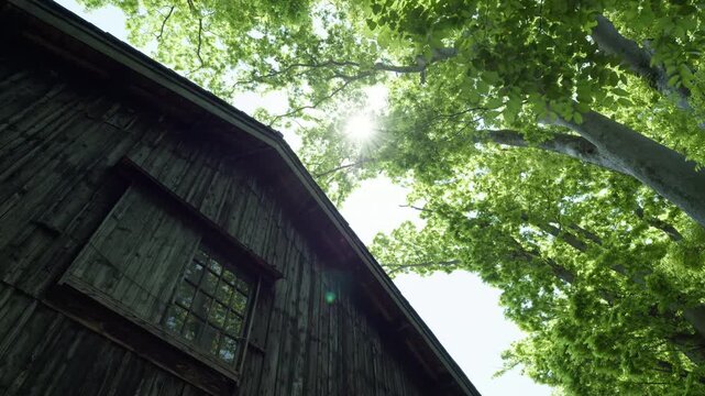 山居倉庫建屋裏側の外壁と新緑のケヤキの梢越しの陽光