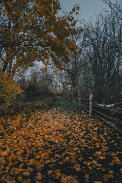 Laane County, Estonia - 29 October 2025: View of a path covered in fallen autumn leaves on Vormsi, flanked by a rustic wooden fence and trees with golden foliage under an overcast sky.