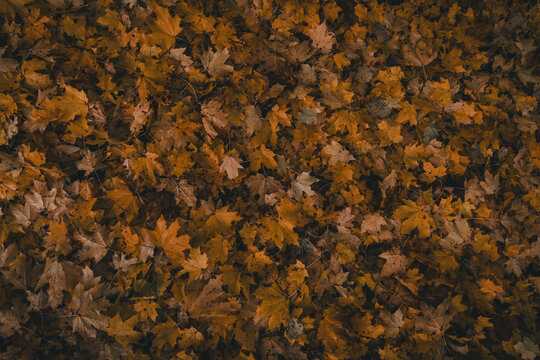 Laane County, Estonia - 29 October 2025: View of a dense carpet of fallen maple leaves in vibrant shades of orange, yellow, and brown covering the forest floor in Vormsi.