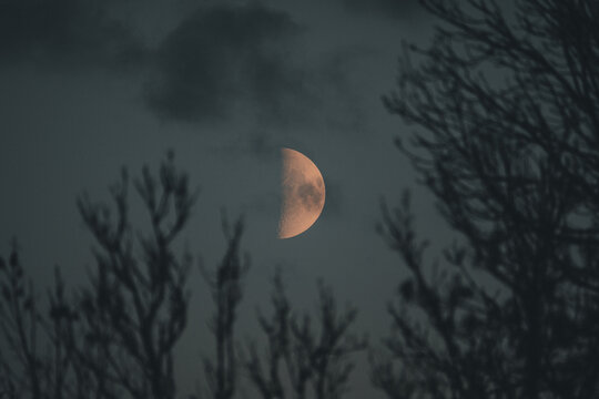 Laane County, Estonia - 29 October 2025: View of the crescent moon partially obscured by dark silhouetted tree branches in the night sky over Vormsi.