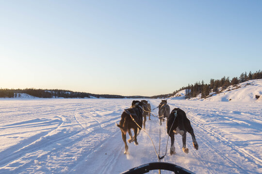 Dogsled on Lake