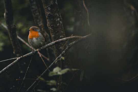 View of a European robin perched on a thin branch in the forest of Vormsi, Laane County, Estonia.