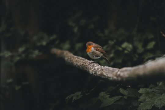 View of a European robin perched on a mossy tree branch in the forest of Vormsi, Laane County, Estonia.