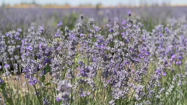 Lavender field. Fragrant lavender flowers. Landscape. Nature landscape composition. Blooming lavender. Aromatherapy. Blooming bushes.