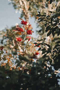 View of red guelder rose berries on a branch with autumnal leaves in the forest on Vormsi, Laane County, Estonia.