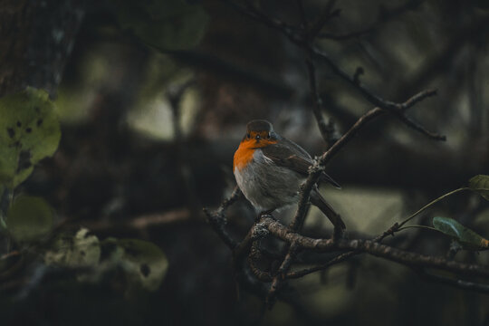 View of a European robin perched on a dark, mossy branch in a forest setting in Laane County, Estonia.