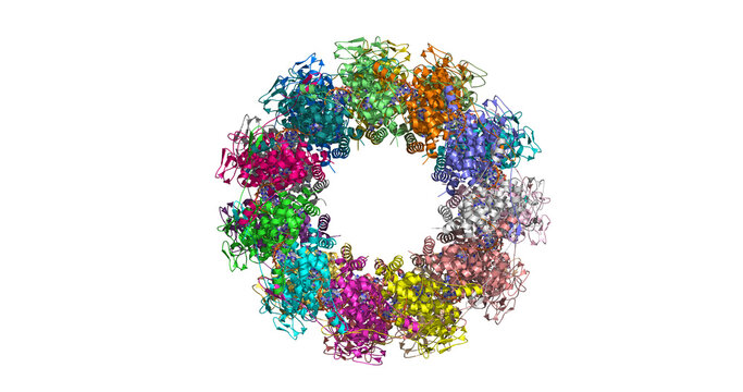 Rabies virus nucleoprotein-RNA complex, 8FFR macromolecular structure 4K
