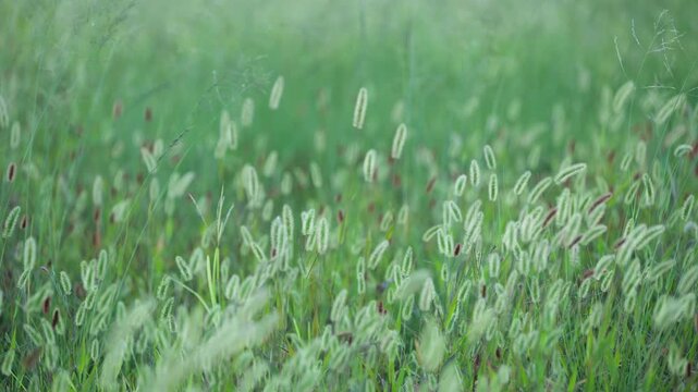風に揺れるエノクログサ