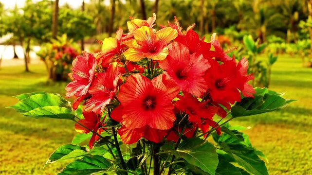 Bright red hibiscus flowers blooming in a tropical garden nature blossom plant petals summer nature blossom plant