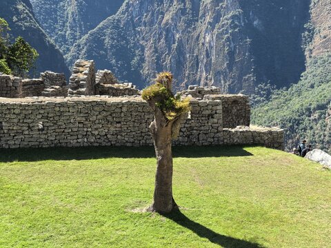 View of the Historic Sanctuary of Machu Picchu featuring ancient stone walls, a solitary tree on a green lawn, and steep mountain slopes in Urubamba Province, Cusco, Peru.