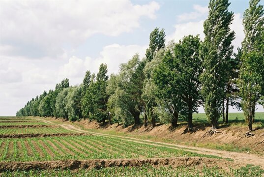 Tall poplar trees forming a field boundary and windbreak next to a dirt road and young green crops