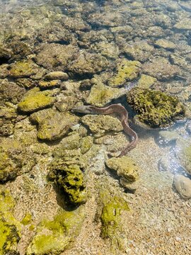 Moray in the sea