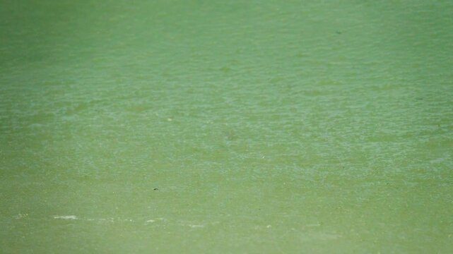 Ice fat on Azov Sea. In calm frosty weather, even salt water freezes, pancake ice forms, and when pores filled, ice crystals merge into flexible mass that extinguishes waves. Like fat skin of sea lion
