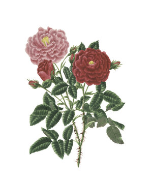Restored vintage botanical illustration of Rosa centifolia Stepney Rose by Mary Lawrence