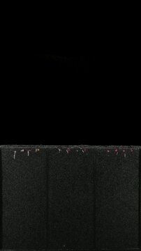 Timelapse of radish (Raphanus raphanistrum) seed germination and root growth in a rhizobox over 12 days. Alpha channel footage displayed on a black background, vertical.