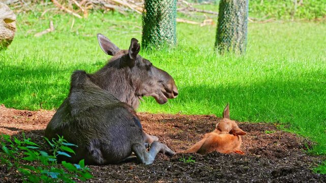 Family of moose or elk, Alces alces is the largest extant species in the deer family. Moose are distinguished by the broad, flat, or palmate antlers of the males.