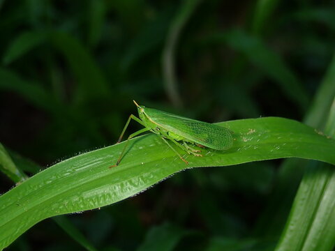 green grasshopper on a leaf