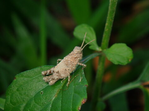 grasshopper on the leaf