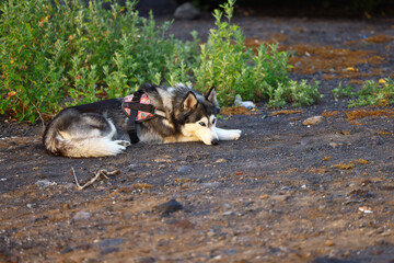 siberian husky resting in warm light on dirt ground Tenerife Canarias © Gabriela