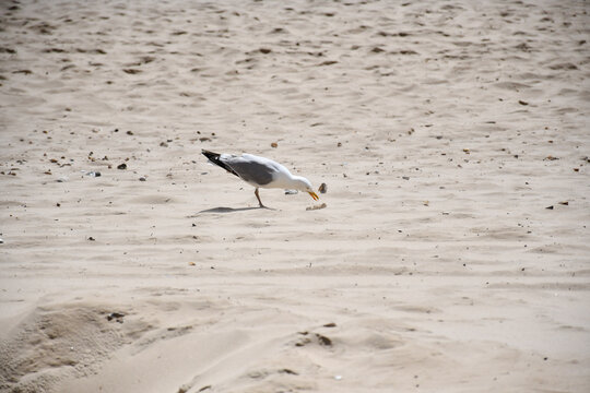 Large seagull on sandy beach enjoying food he has stolen from unaware holiday maker. Gulls are well known in the UK for stealing and scavenging food from unaware tourists.