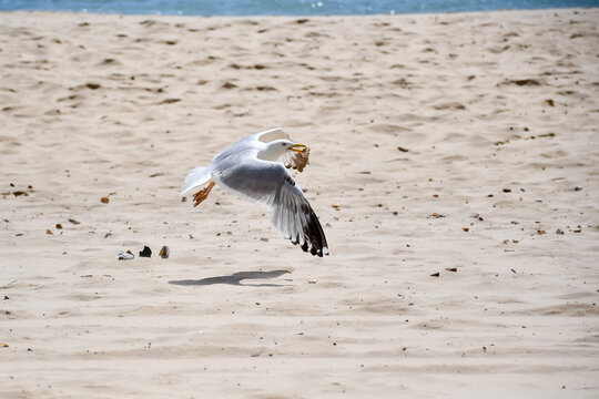 Seagull taking off from a peach carrying scavenged food in his beak. Seagulls are pests in seaside towns as they steal food from unsuspecting holiday makers.